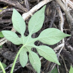 Ipomoea pes-tigridis