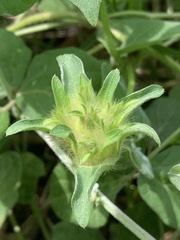 Ipomoea pes-tigridis