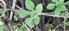 Ipomoea pes-tigridis