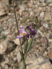 Olsynium scirpoideum