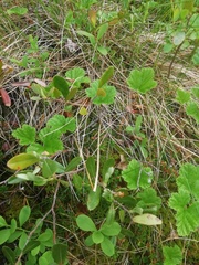 Vaccinioideae