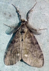 Dasychira vagans