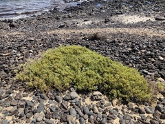 Tetraena fontanesii