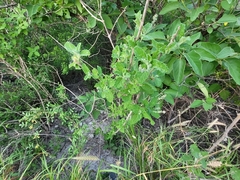 Aloysia macrostachya