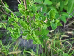 Aloysia macrostachya