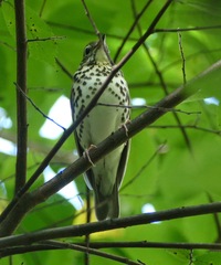 Hylocichla mustelina