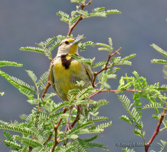 Sturnella magna lilianae