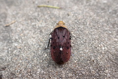 Penthicodes atomaria