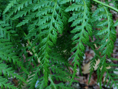 Asplenium adiantum-nigrum