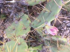 Opuntia stricta