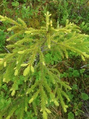 Picea obovata