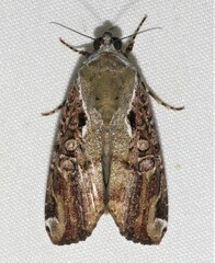 Magusa divaricata