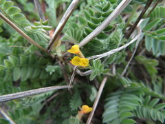 Ornithopus compressus