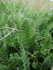 Ornithopus compressus