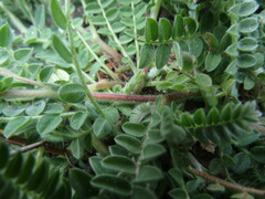 Ornithopus compressus