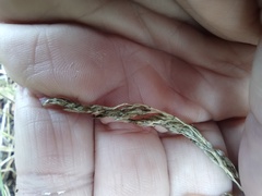 Muhlenbergia richardsonis