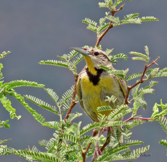 Sturnella magna lilianae