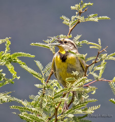 Sturnella magna lilianae