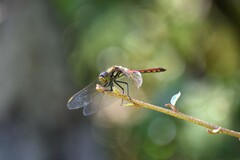 Sympetrum darwinianum