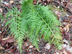 Asplenium adiantum-nigrum