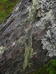 Usnea dasopoga