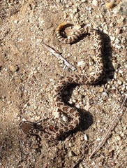 Crotalus oreganus helleri