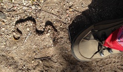 Crotalus oreganus helleri