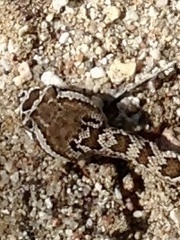 Crotalus oreganus helleri