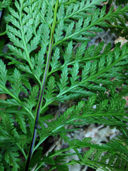 Asplenium adiantum-nigrum