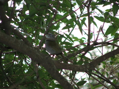 Myiothlypis leucoblephara