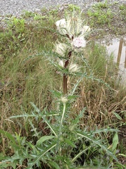 Cirsium horridulum