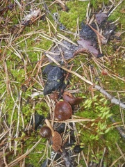 Entoloma vernum