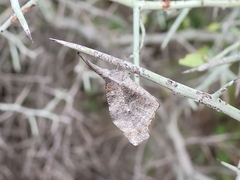 Libytheana carinenta mexicana