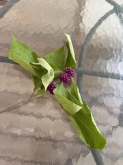 Callicarpa