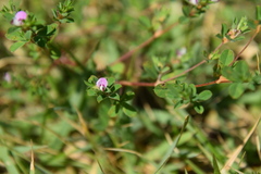 Kummerowia stipulacea