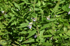 Amphicarpaea edgeworthii