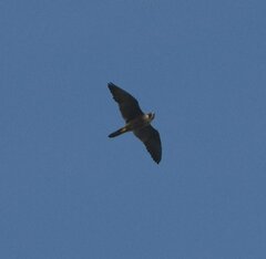 Falco peregrinus
