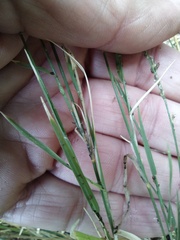 Muhlenbergia richardsonis