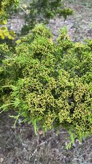 Juniperus ashei