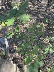 Quercus buckleyi