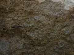 Hydrometra stagnorum