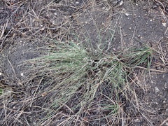 Muhlenbergia richardsonis