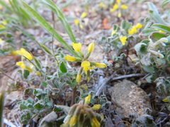 Trigonella spruneriana