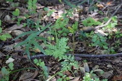 Sceptridium ternatum