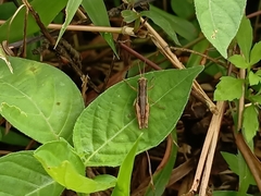 Pseudoxya diminuta