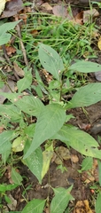 Persicaria posumbu