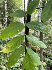 Fraxinus nigra