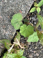 Alchemilla vulgaris