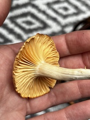 Cuphophyllus pratensis