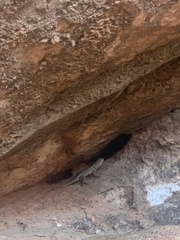 Sceloporus uniformis